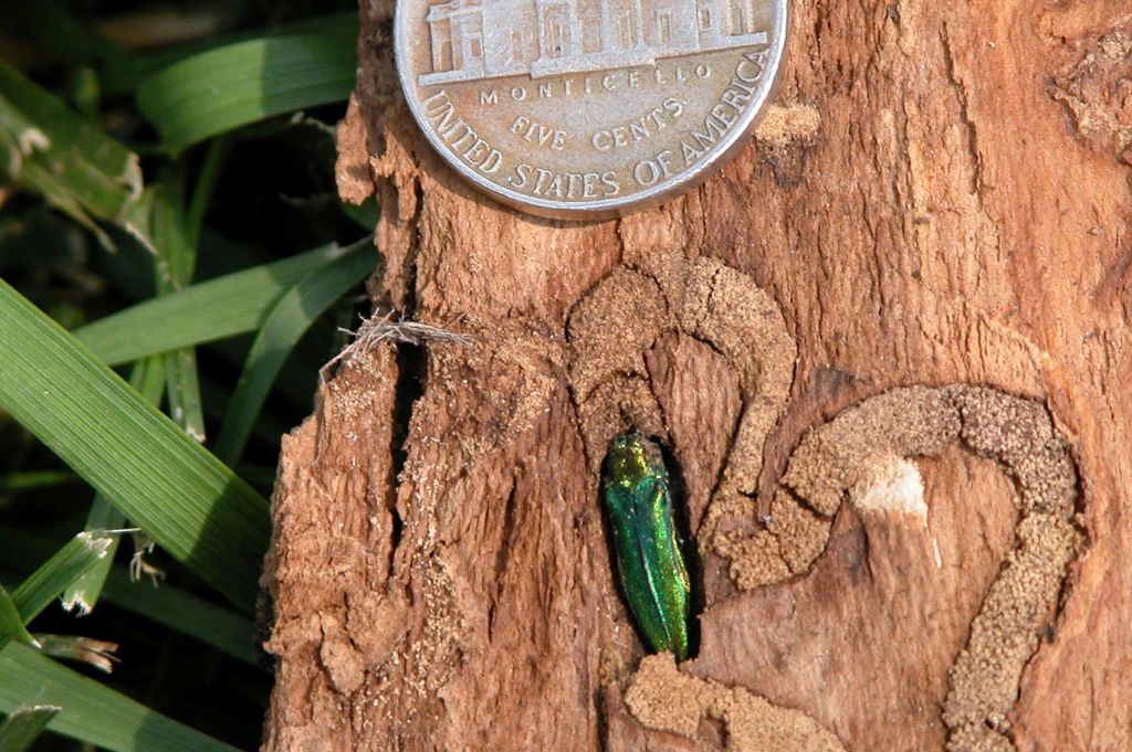 Termite